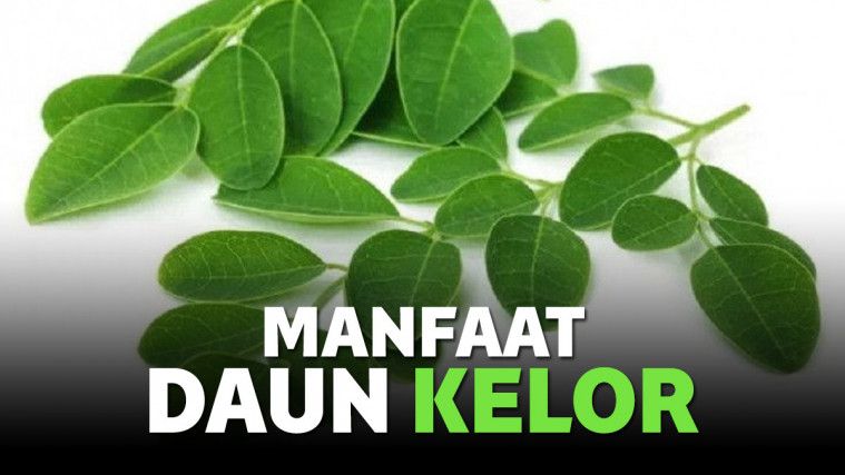 Manfaat Daun Kelor Untuk Kecantikan Wajah dan Kesehatan Tubuh